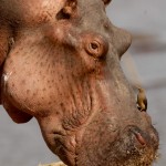 Hippo, South Luangwa NP - Zambia (2779)