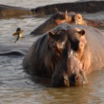 Hippo, South Luangwa NP - Zambia (2949)