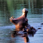 Hippo, Moremi NP - Botswana (41210)