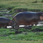 Hippo, Ngorongoro Crater - Tanzania (8251)