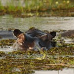 Hippo, Moremi NP - Botswana (0034)