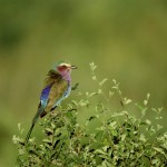 Lilac-breasted Roller, Masai Mara NP - Kenya (01)