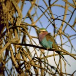 Lilac-breasted Roller, Masai Mara NP - Kenya (02)