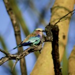 Lilac-breasted Roller, Lake Nakuru NP - Kenya (05)