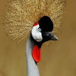 Crowned Crane, Masai Mara NP - Kenya (066)