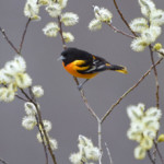 Oriole-thumbnail-1335