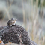 Pika, Yellowstone NP (6242)