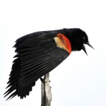 Red-winged Blackbird_DSC1111- shot of month