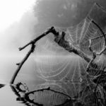 Spider Web, Vermont (0374)