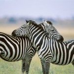 Zebra, Serengeti NP-Tanzania (01)