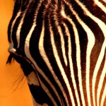 Zebra, Ngorongoro Crater - Tanzania (0300)