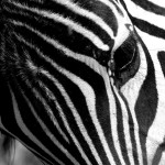 Zebra, Ngorongoro Crater - Tanzania (0308)