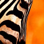 Zebra Flame, Ngorongoro Crater - Tanzania (22)