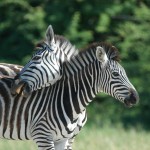 Zebra, Nxai Pan NP - Botswana (3211)