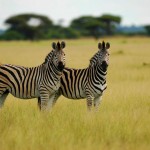 Zebra, Nxai Pan NP - Botswana (3334)