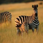 Zebra, Nxai Pan NP - Botswana (3369)