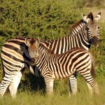 Zebra, Nxai Pan NP - Botswana (3509)