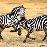 Zebra, Ngorongoro Crater - Tanzania (4927)