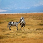Zebra, Ngorongoro Crater - Tanzania (4955)