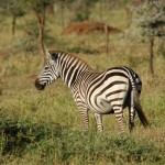 Zebra, Serengeti NP- Tanzania (7405)