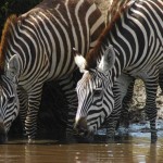 Zebra, Serengeti NP- Tanzania (7453)