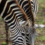 Zebra, Ngorongoro Crater - Tanzania (8430)