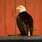 Bald Eagle, St. Petersburg (Alaska) - USA (02)