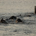 Elephants crossing River, Chobe NP (Waterfront) - Botswana (79)