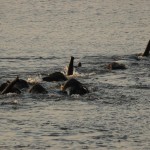 Elephants crossing River, Chobe NP (Waterfront) - Botswana (79)