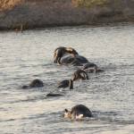 Elephants crossing River, Chobe NP (Waterfront) - Botswana (83)