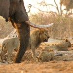 Elephant near Lions, Chobe NP (Savuti) - Botswana (4678)