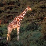 Reticulated Giraffe, Samburu NP - Kenya (02)