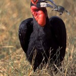 Ground Hornbill, Moremi NP - Botswana (01)