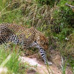 Leopard, Masai Mara NP - Kenya (203)