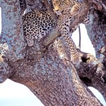Leopard, Serengeti NP - Tanzania (35)