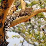 Leopard, Serengeti NP - Tanzania (36)