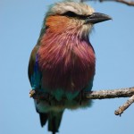Lilac-breasted Roller, Nxai Pan NP - Botswana (2644)