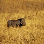 Warthog, Moremi NP - Botswana (13)