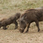 Warthog, Serengeti NP - Tanzania (7500)