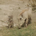 Warthog, Ngorongoro Crater - Tanzania (8043)