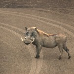 Warthog, Ngorongoro Crater - Tanzania (8448)