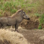 Warthog, Ngorongoro Crater - Tanzania (8490)