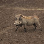 Warthog, Ngorongoro Crater - Tanzania (8512)