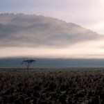 Morning Mist, Lake Nakuru - Kenya (037)