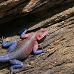 Agama Lizard, Masai Mara NP - Kenya (280)