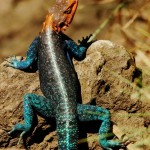 Agama Lizard, Lake Nakuru NP - Kenya (4216)