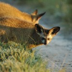 Bat-eared Fox, Central Kalahari GR - Botswana (0563)