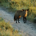 Bat-eared Fox, Central Kalahari GR - Botswana (0580)