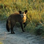 Bat-eared Fox, Central Kalahari GR - Botswana (0594)