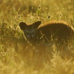 Bat-eared Fox, Central Kalahari GR - Botswana (0672)